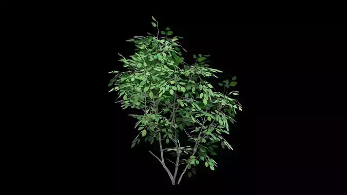 Realistic Tree