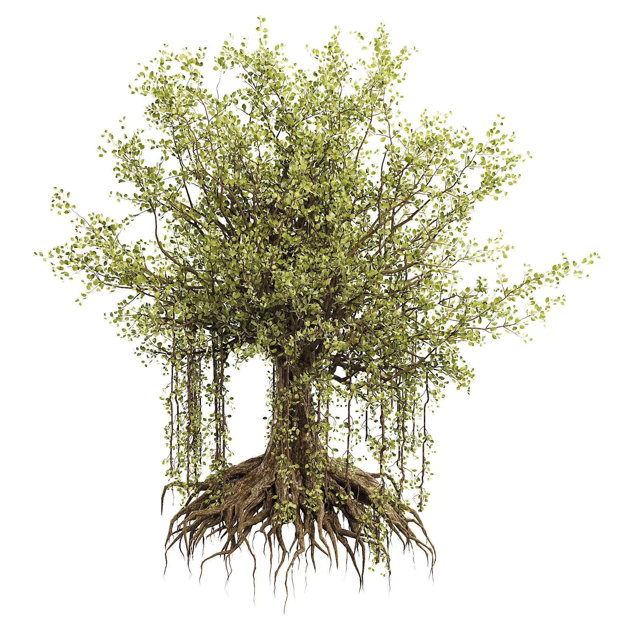 Banian tree 3D model_2