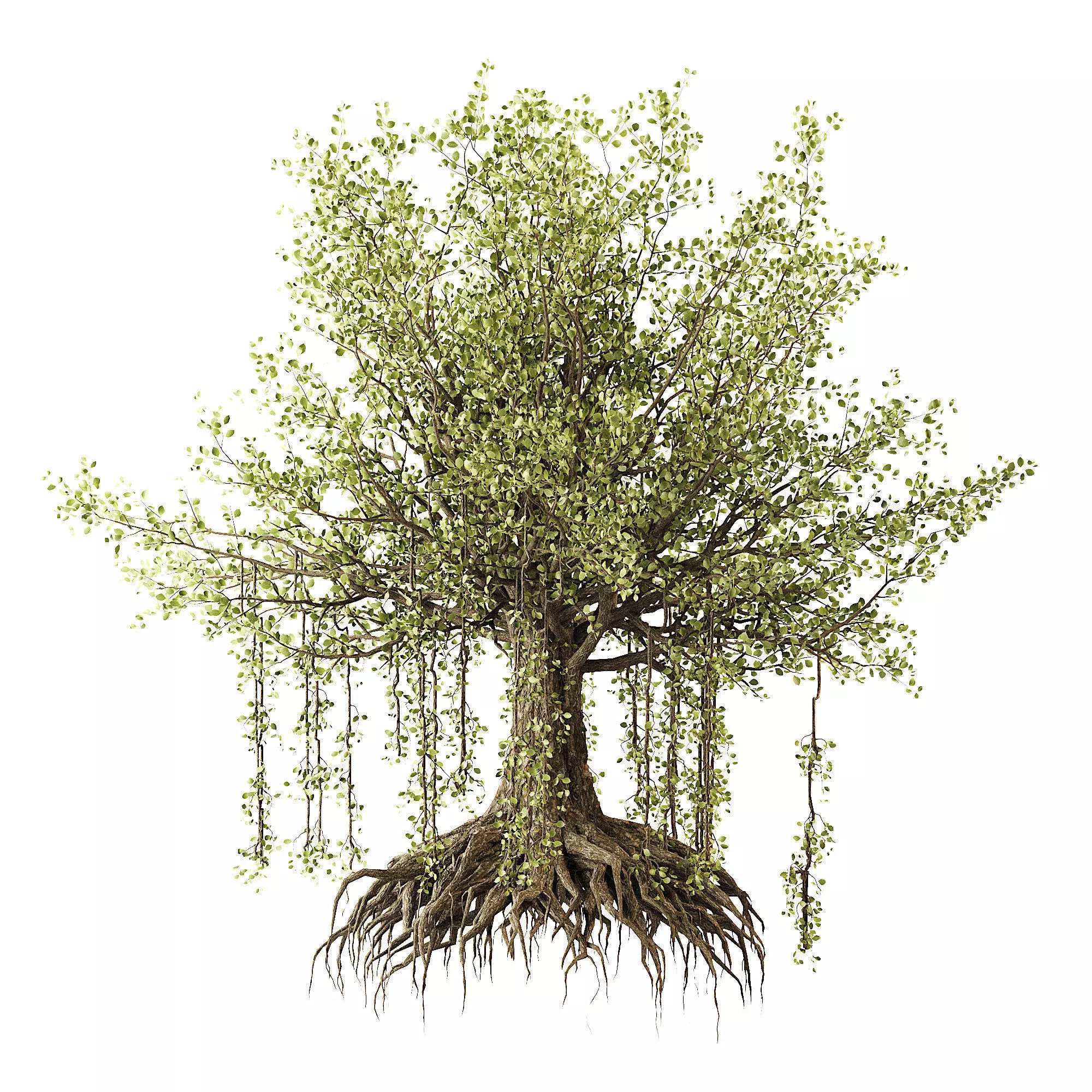 Banian tree 3D model_0