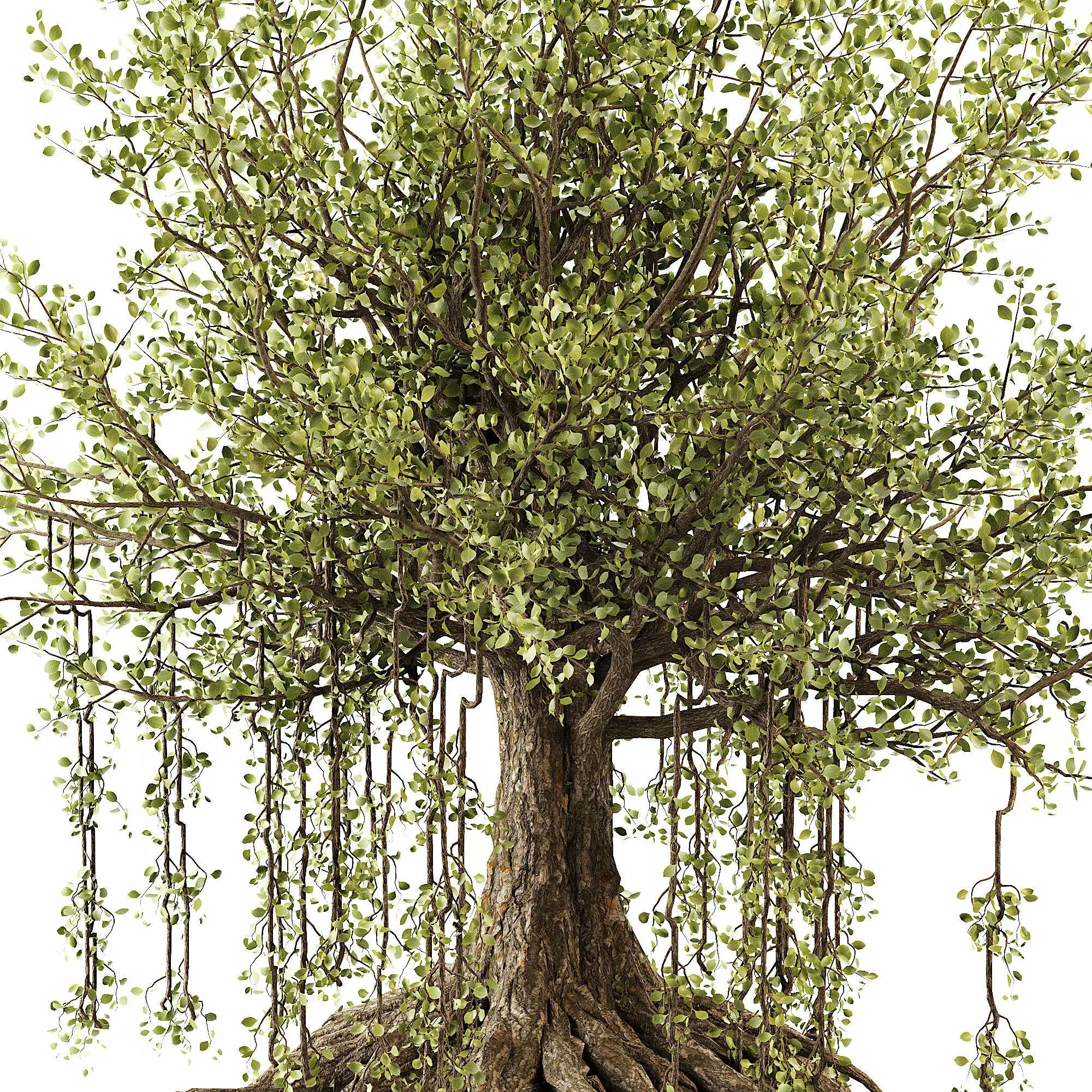 Banian tree 3D model_3