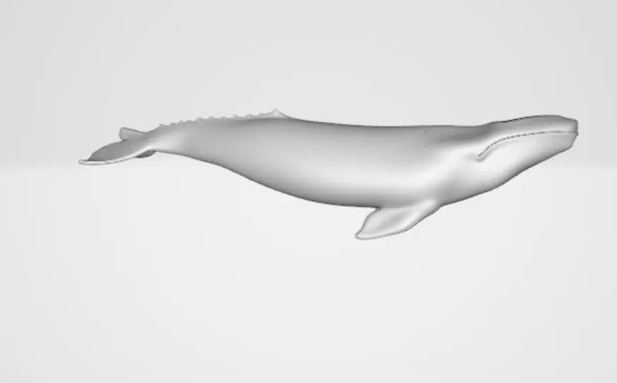 Whale 2 3D model_3