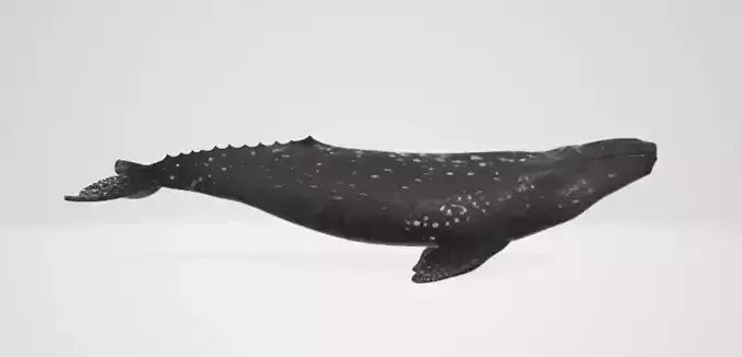 Whale 2 3D model