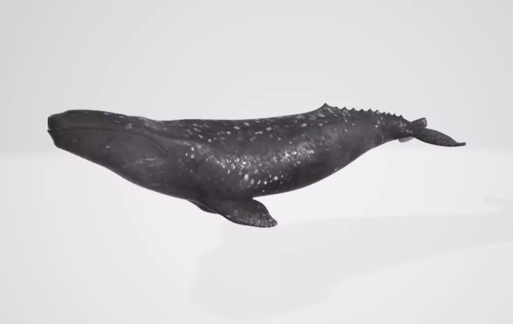 Whale 2 3D model_1