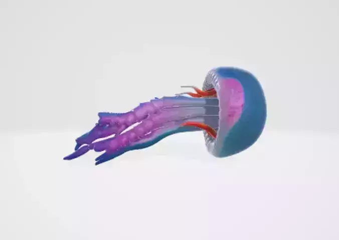 Jellyfish 3D model