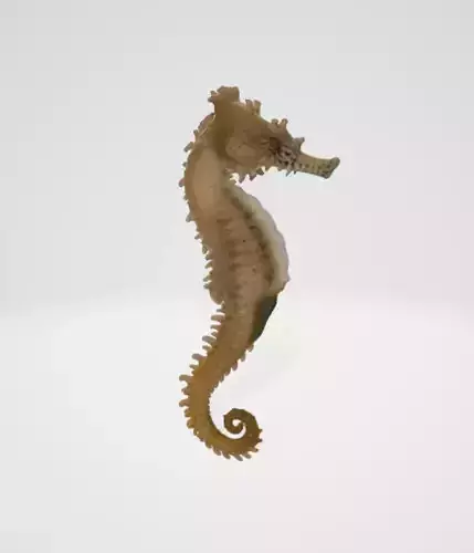 Seahorse 3D model
