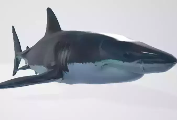 Shark