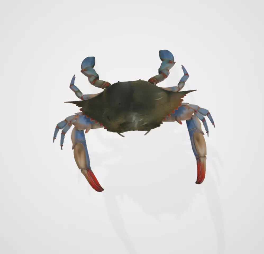 BlueCrab 3D model