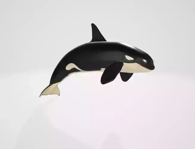 Killerwhale 3D model