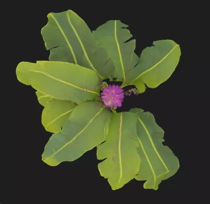 Banana Tree texture 3D model Low-poly 3D model_1