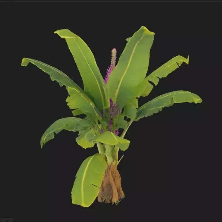 Banana Tree texture 3D model Low-poly 3D model_2