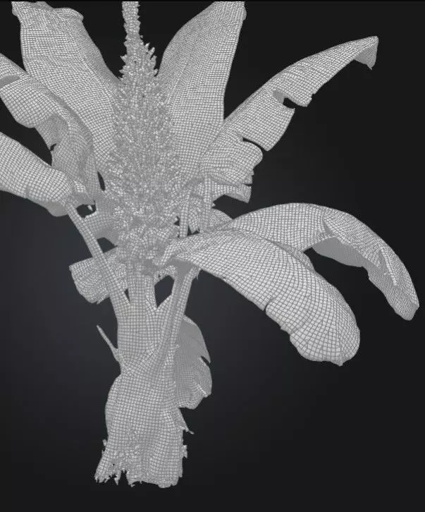 Banana Tree texture 3D model Low-poly 3D model_3