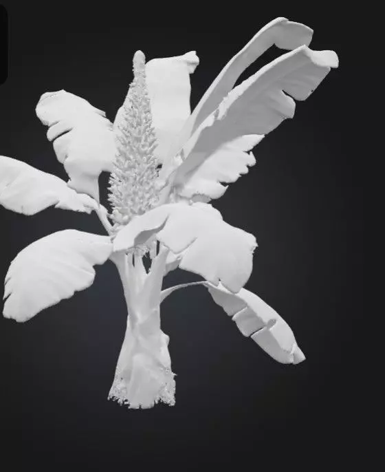 Banana Tree texture 3D model Low-poly 3D model_4