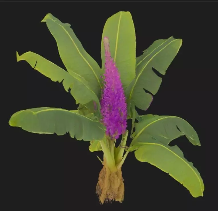 Banana Tree texture 3D model Low-poly 3D model_0