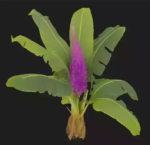 Banana Tree texture 3D model Low-poly 3D model