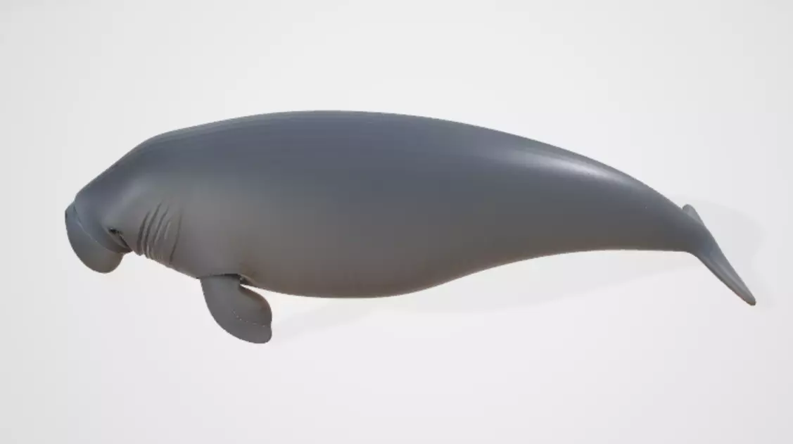 Dugongo 3D model_1