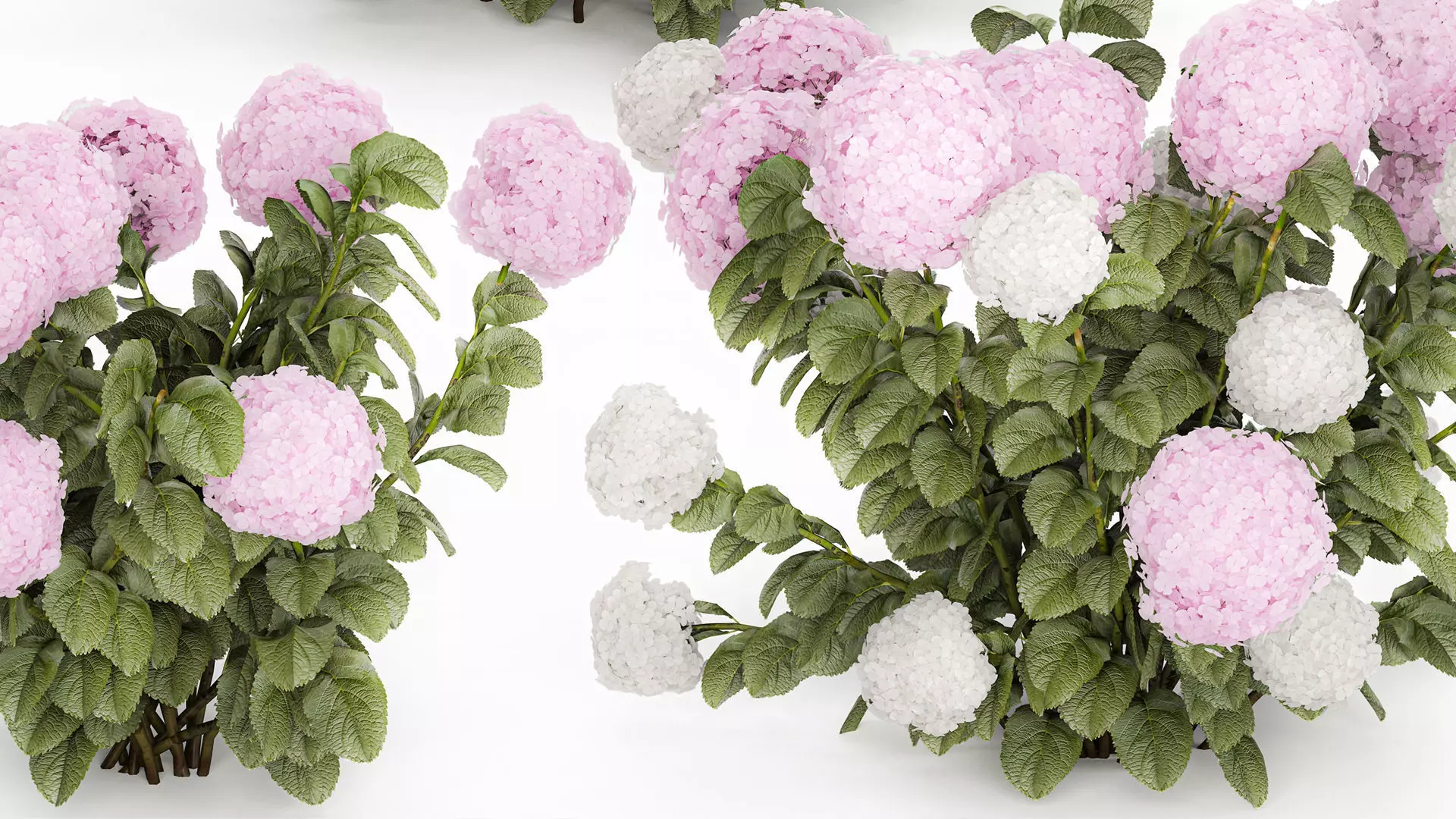 Bushes White Pink Hydrangea Flowers For Garden 1484 3D model_2