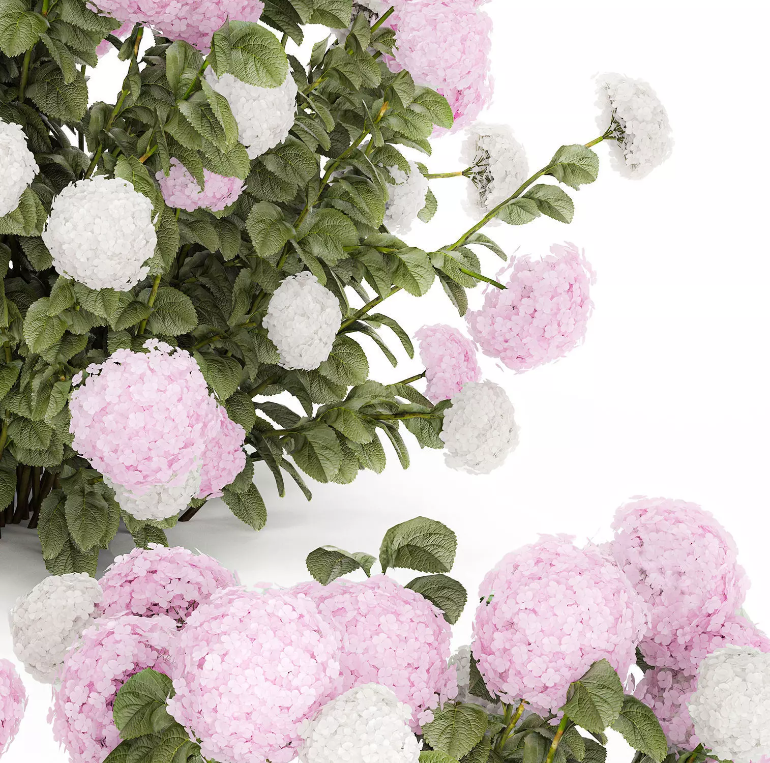 Bushes White Pink Hydrangea Flowers For Garden 1484 3D model_10