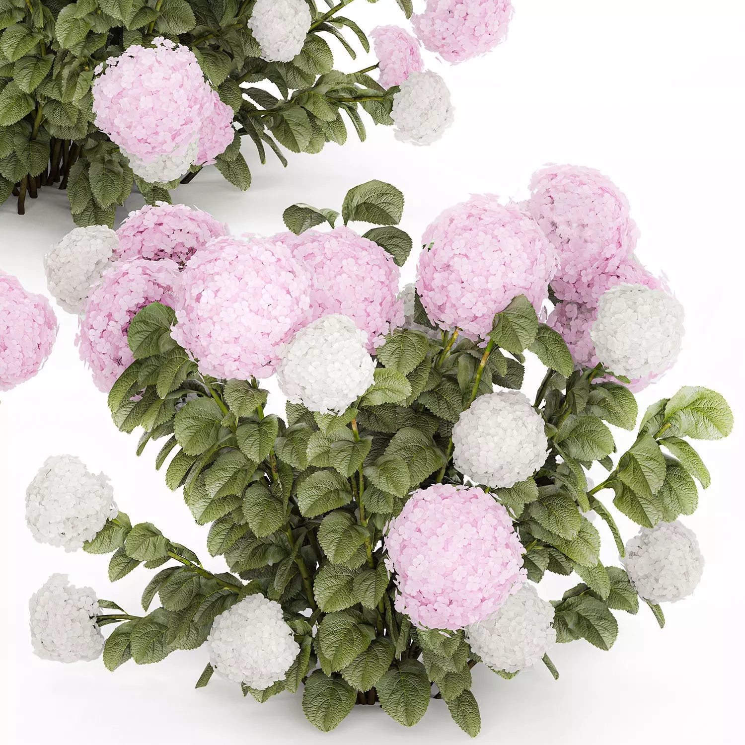 Bushes White Pink Hydrangea Flowers For Garden 1484 3D model_12