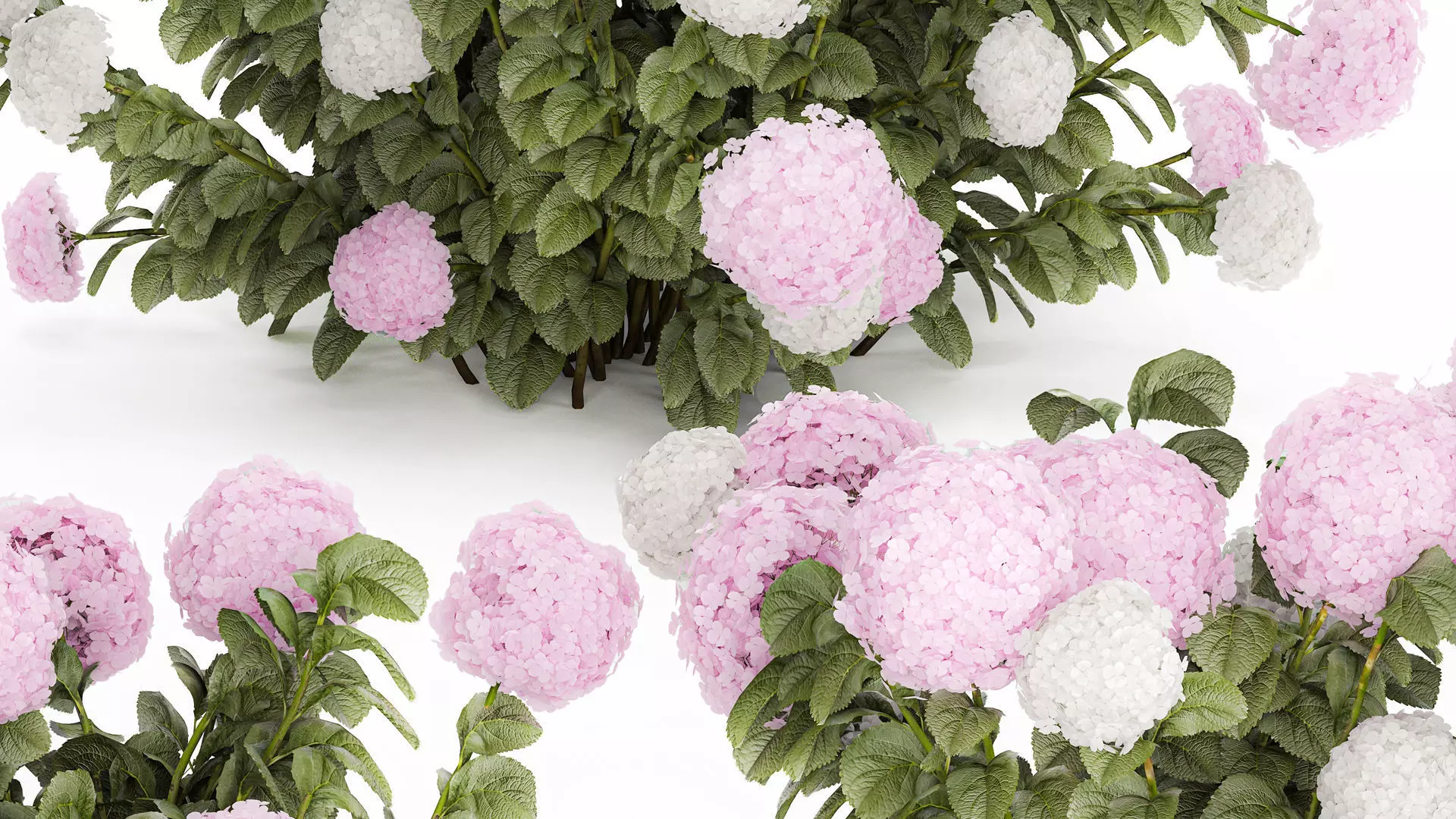 Bushes White Pink Hydrangea Flowers For Garden 1484 3D model_3