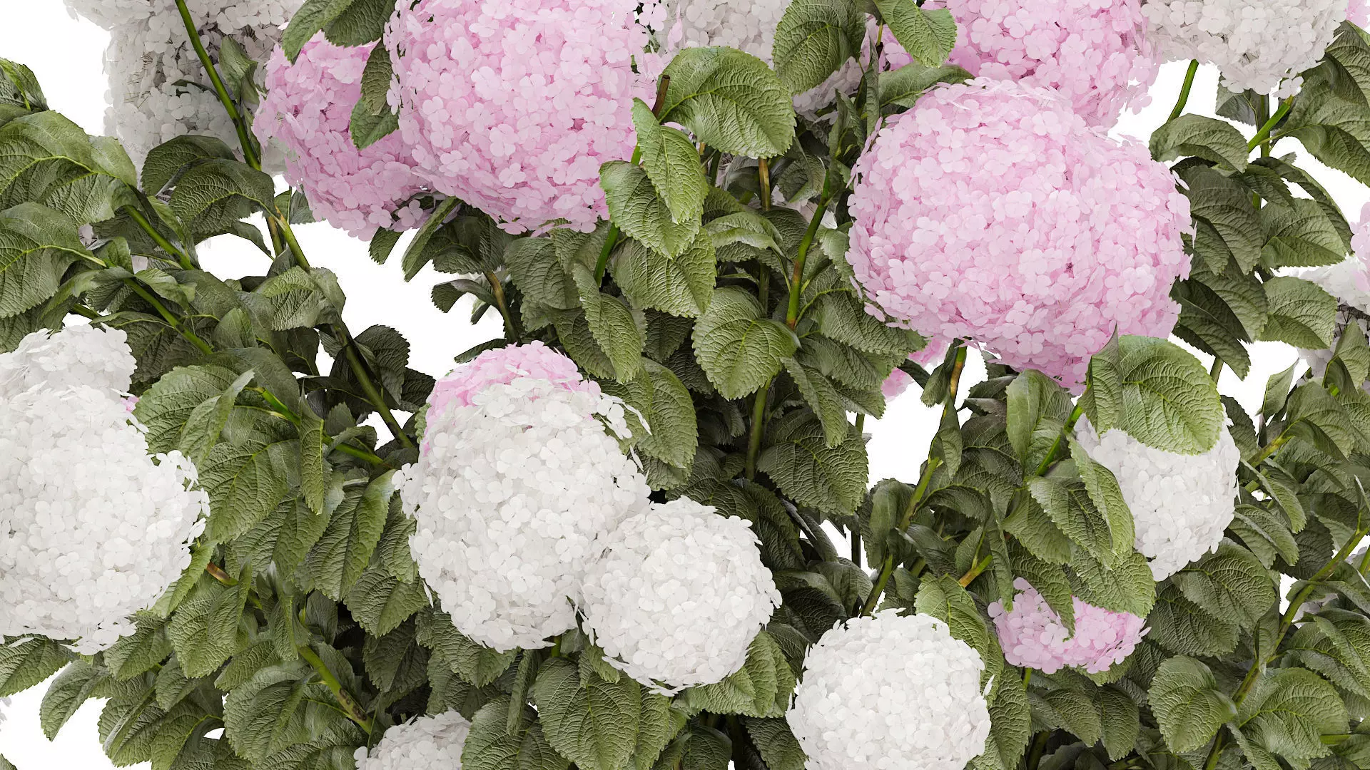 Bushes White Pink Hydrangea Flowers For Garden 1484 3D model_6