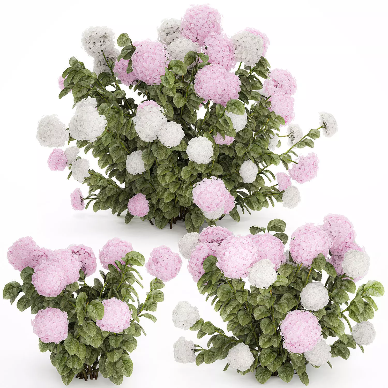 Bushes White Pink Hydrangea Flowers For Garden 1484 3D model_9
