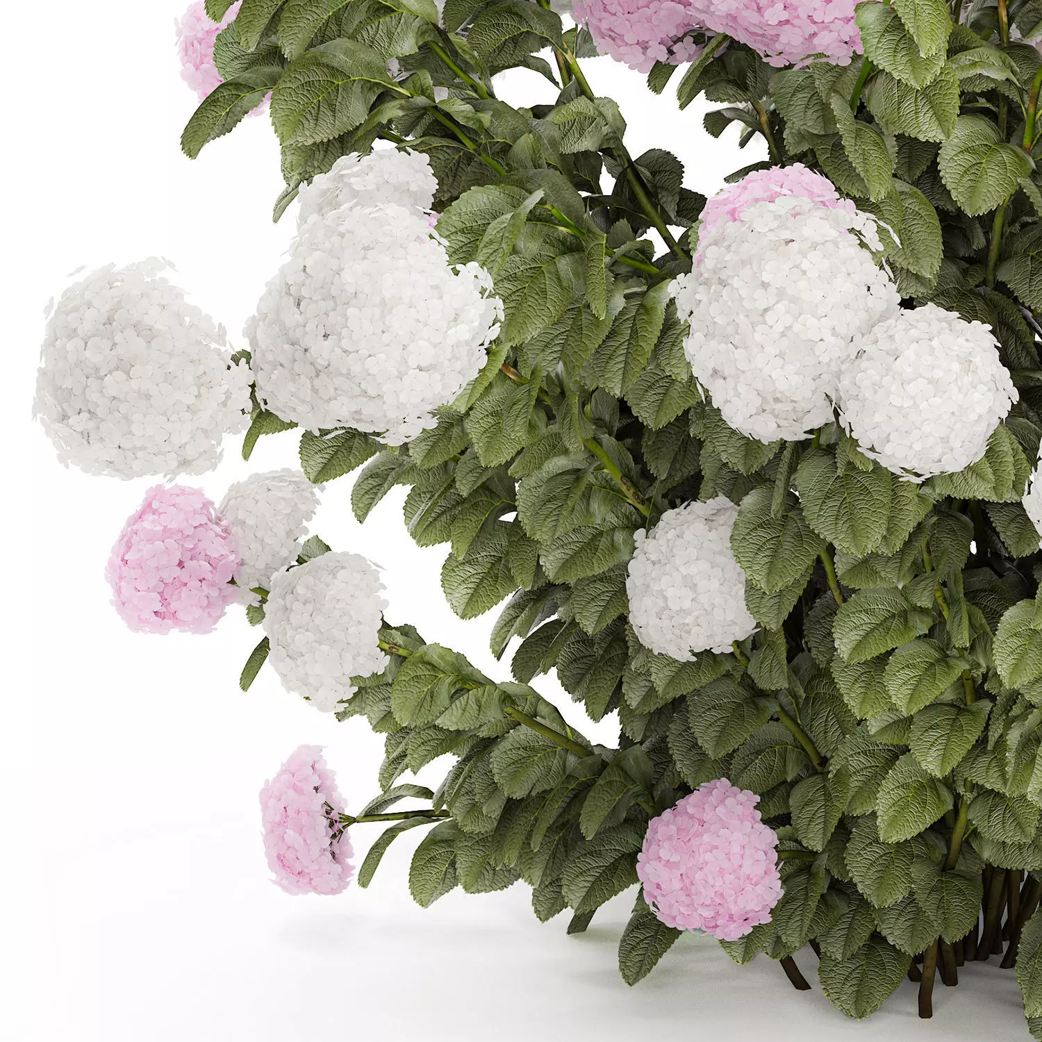 Bushes White Pink Hydrangea Flowers For Garden 1484 3D model_14