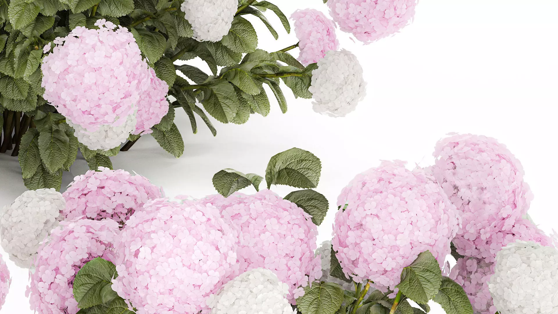 Bushes White Pink Hydrangea Flowers For Garden 1484 3D model_5