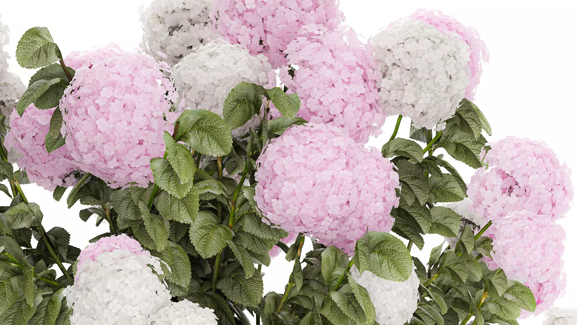 Bushes White Pink Hydrangea Flowers For Garden 1484 3D model_7