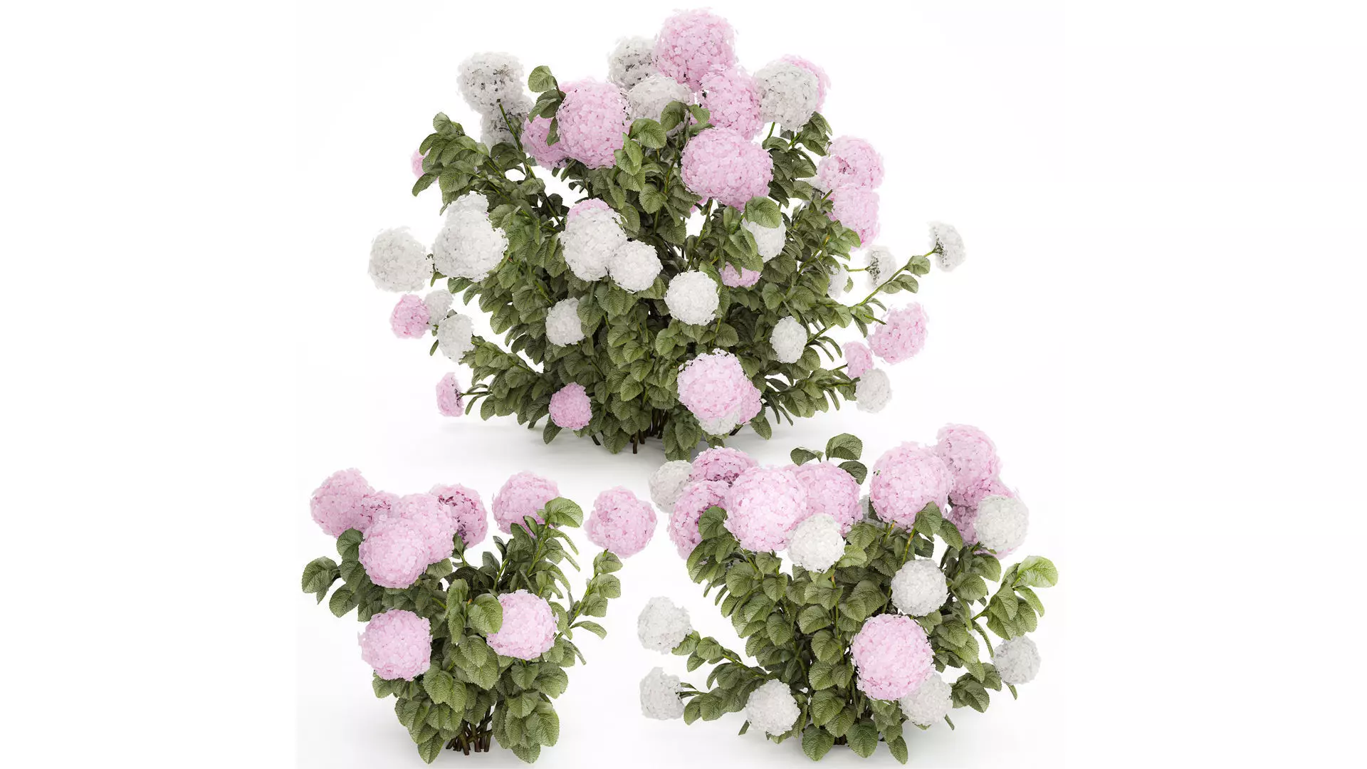 Bushes White Pink Hydrangea Flowers For Garden 1484 3D model_0