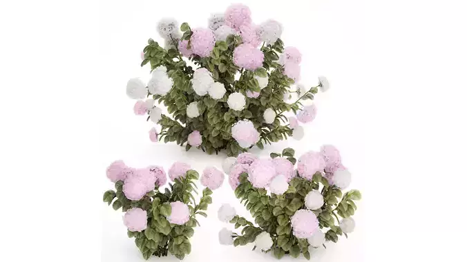 Bushes White Pink Hydrangea Flowers For Garden 1484 3D model