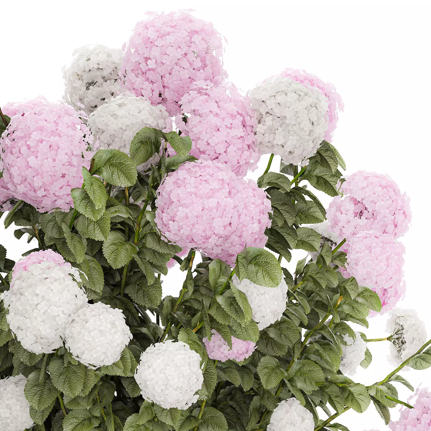 Bushes White Pink Hydrangea Flowers For Garden 1484 3D model_11