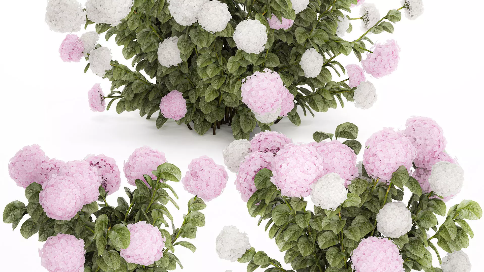 Bushes White Pink Hydrangea Flowers For Garden 1484 3D model_1