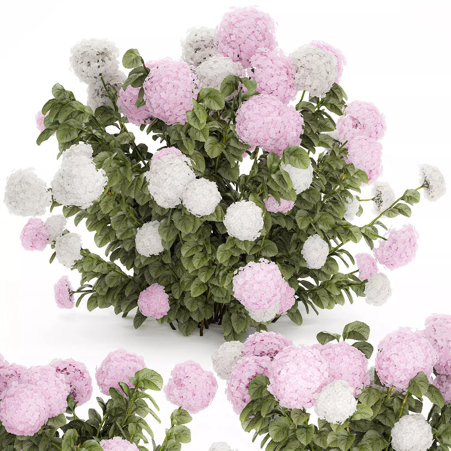 Bushes White Pink Hydrangea Flowers For Garden 1484 3D model_13