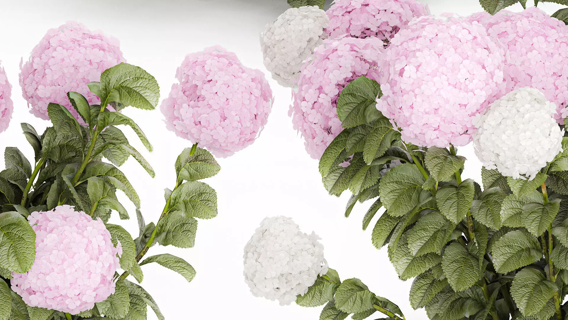 Bushes White Pink Hydrangea Flowers For Garden 1484 3D model_4