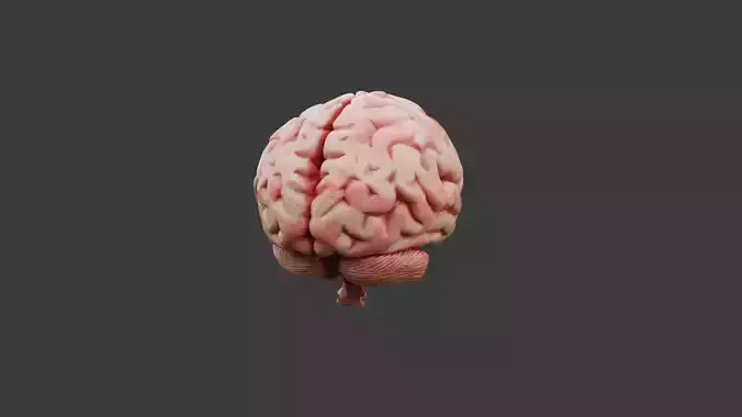 Brain