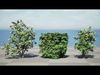 Cherry Laurel and Rowan 3D Model Pack Low-poly 3D model_1
