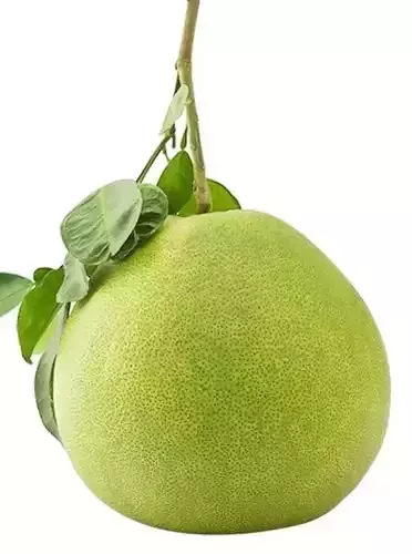 Pomelo Harvest 3D model Low-poly 3D model