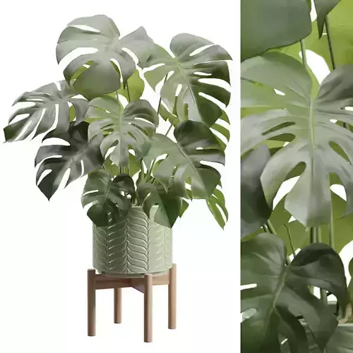 Monstera Deliciosa Green Ceramic Planter 3D model
