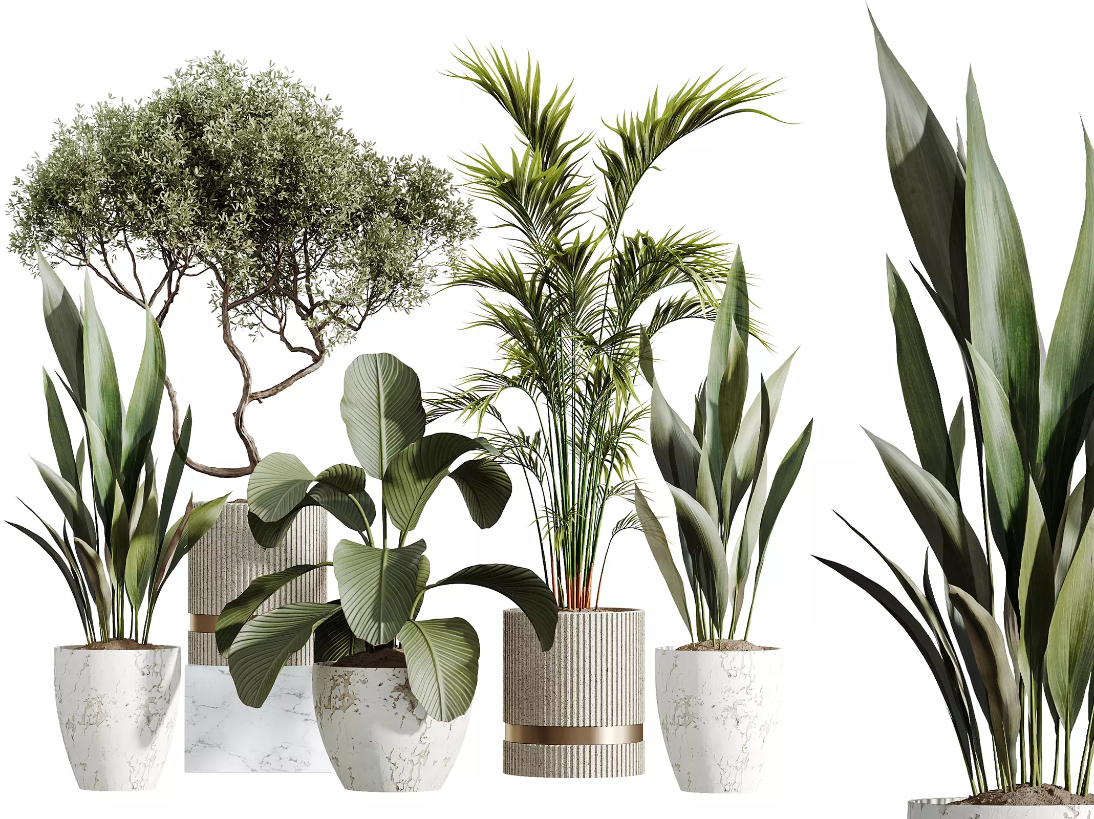 AV Indoor Plants Set 278 Lutea Cuban Palm Olive Aspidistra 3D model