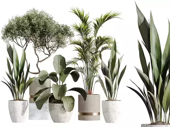 AV Indoor Plants Set 278 Lutea Cuban Palm Olive Aspidistra 3D model