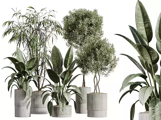 AV Indoor Plants Set 280 Olive Ficus Variegated