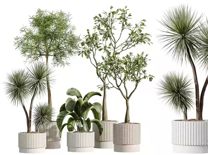 AV Indoor Plants Set 281 Ficus Yucca Palm Banana Nicolai 3D model