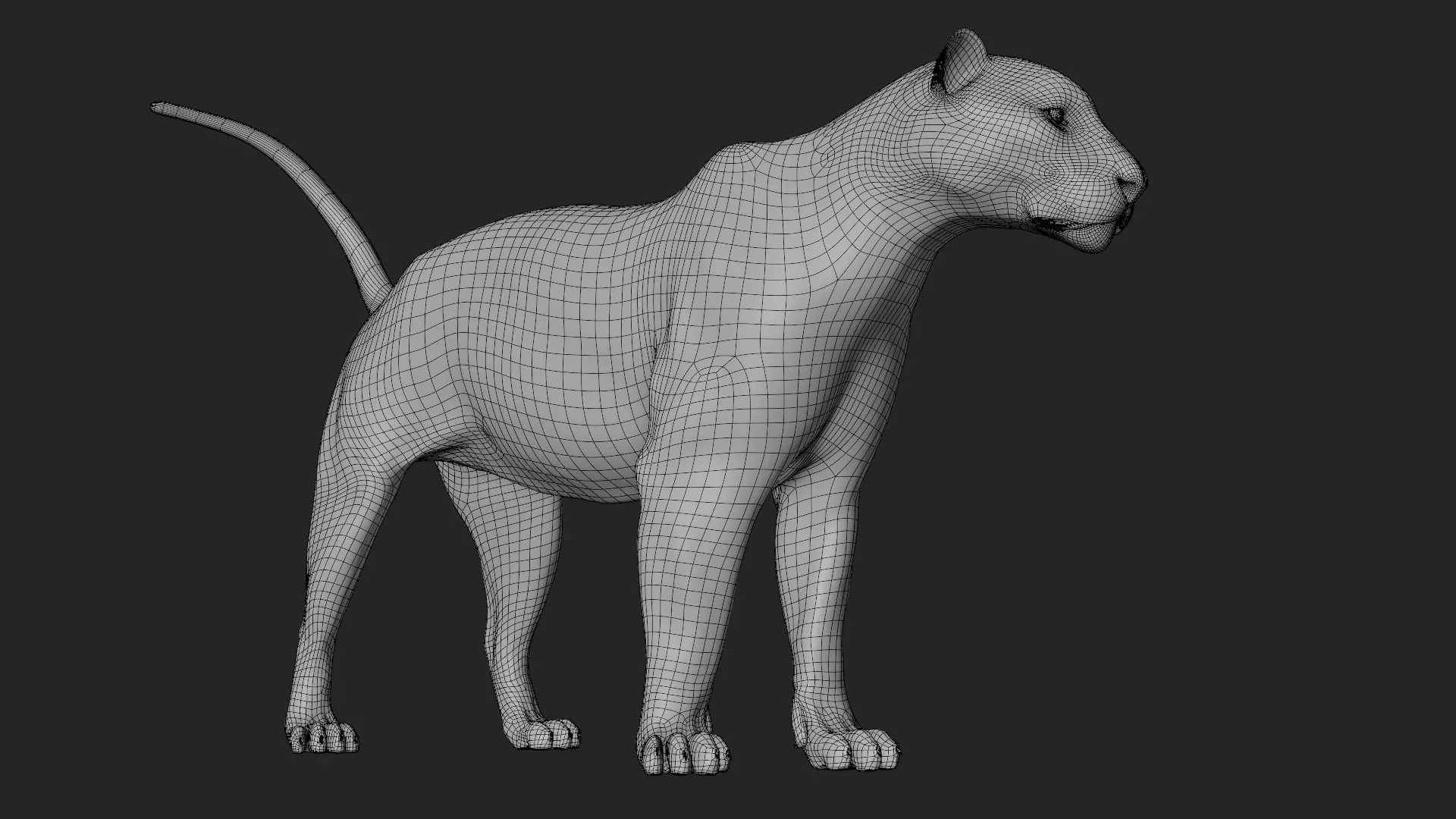 Lioness 3D model_22