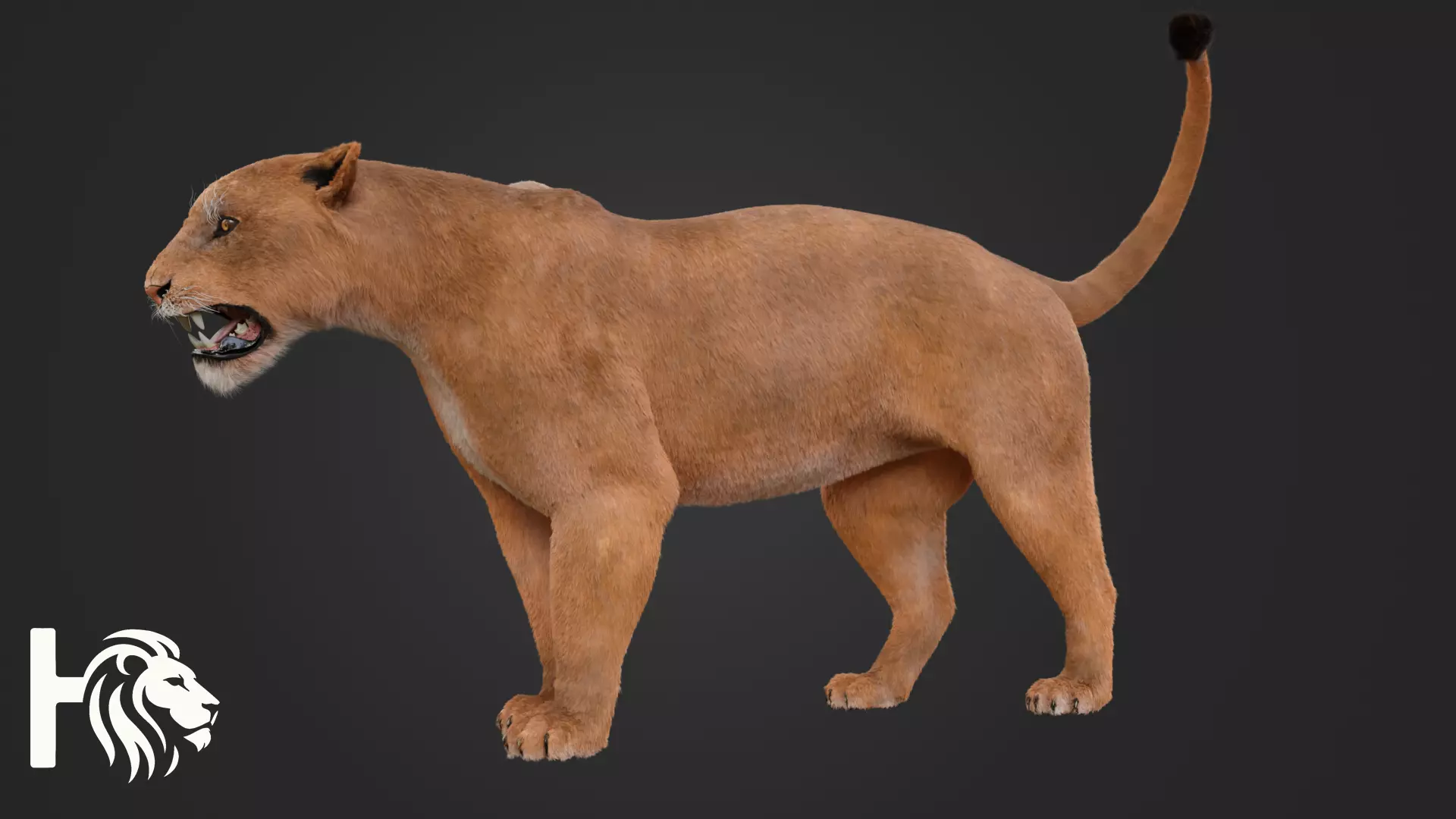 Lioness 3D model_6