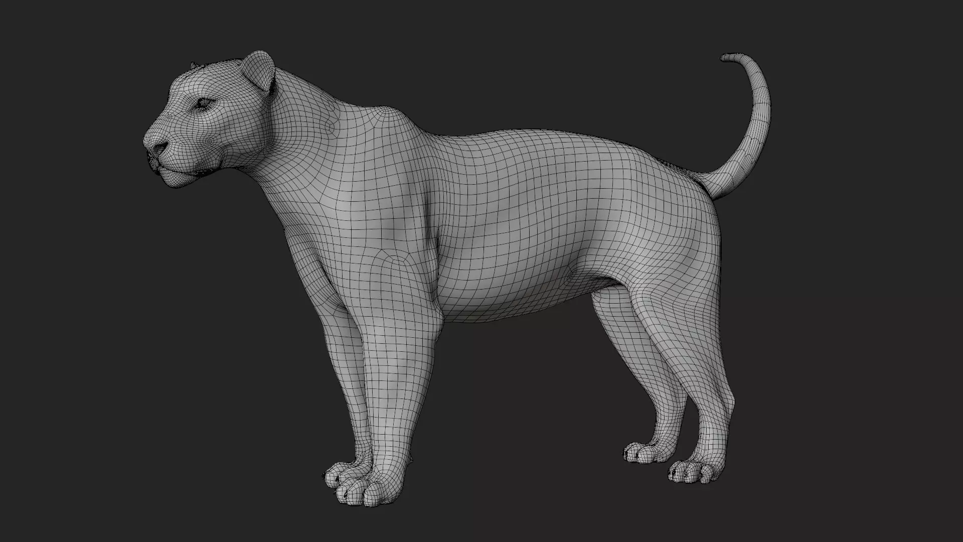 Lioness 3D model_23