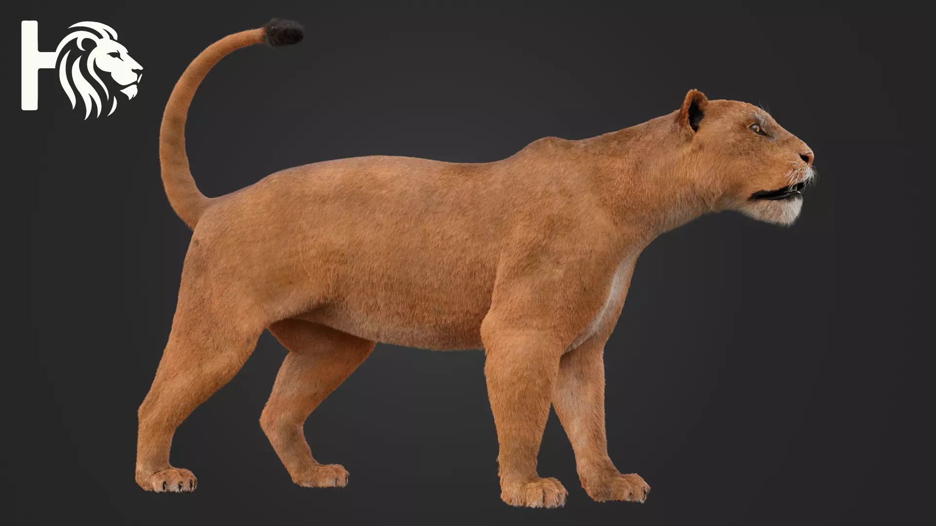Lioness 3D model_2