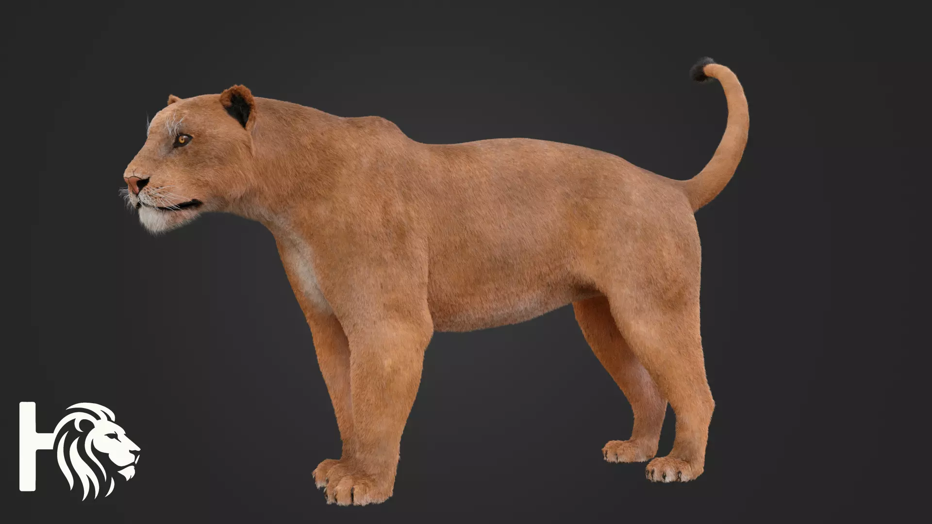 Lioness 3D model_4