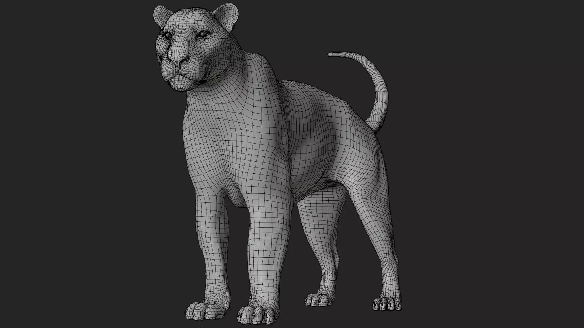 Lioness 3D model_24