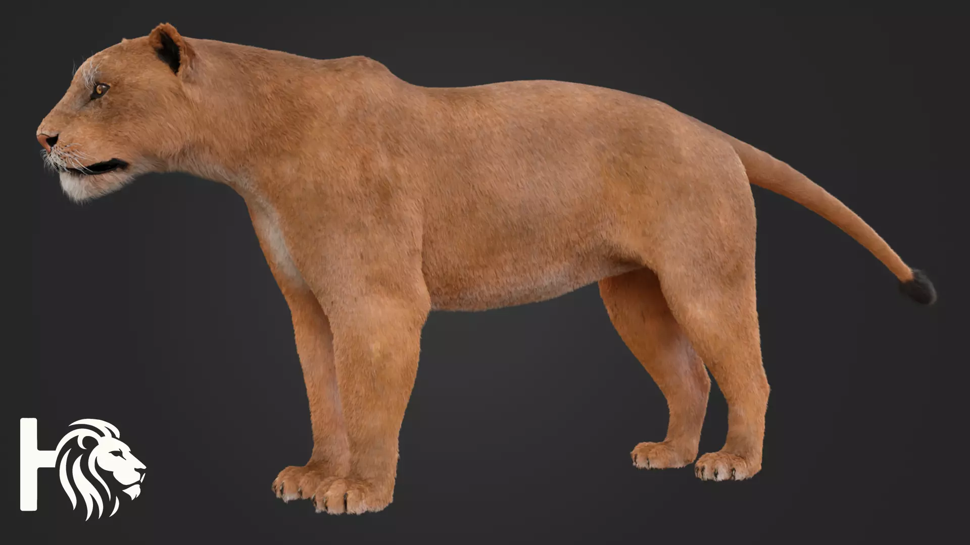 Lioness 3D model_5
