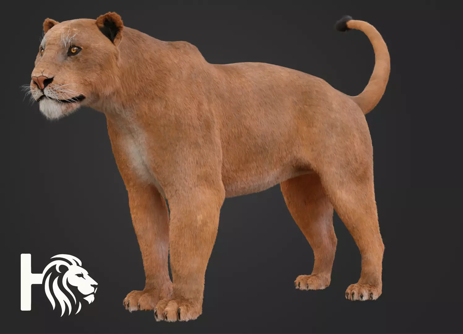 Lioness 3D model_0